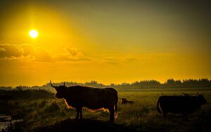 schotse hooglander, landal greenparks natuurdorp Suyderoogh