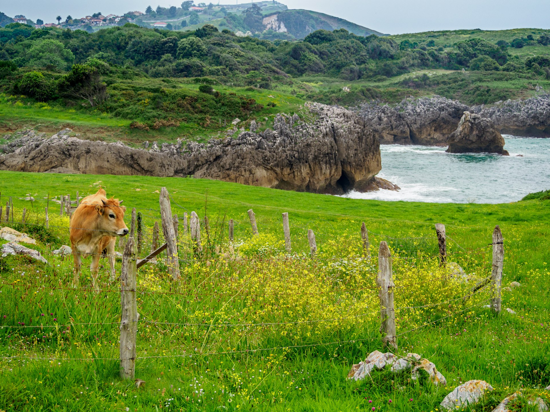 Groen binnenland van Asturië