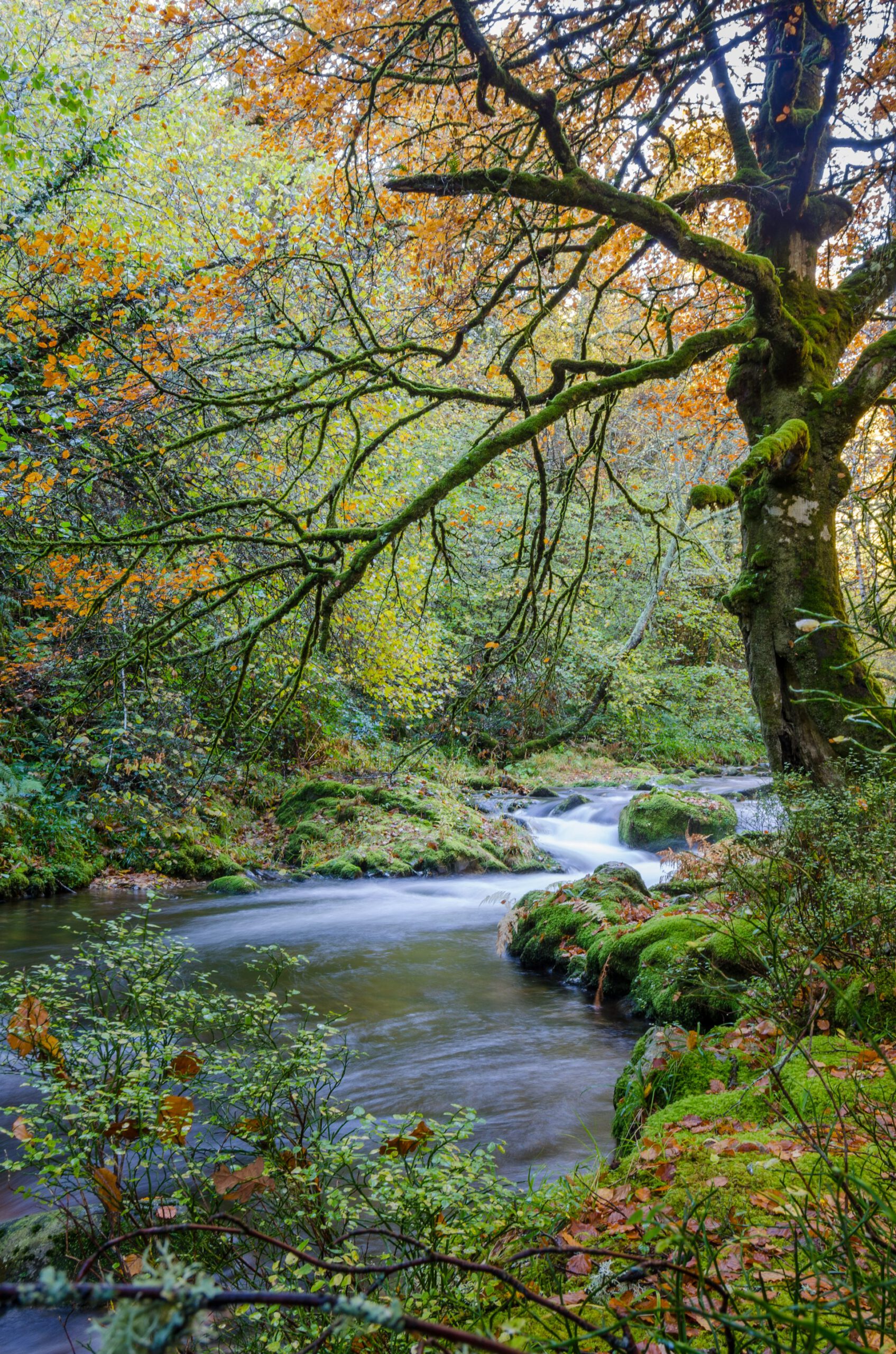 Rivier en brug in Asturië