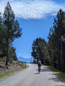 Cyclist on a narrow road between tall pines, with a mountain peak in the distance